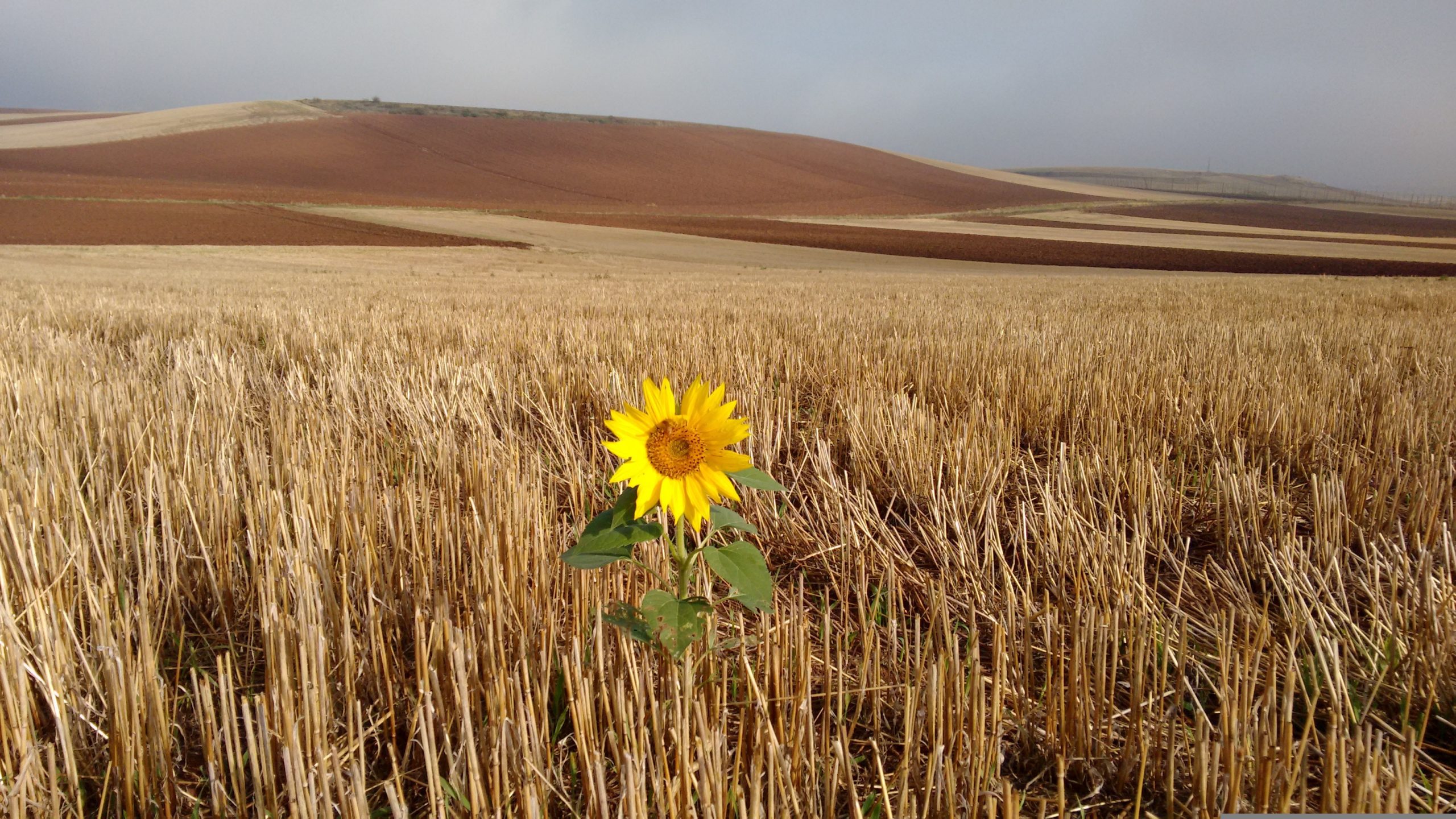 A sunflower in a field of wheat. Image by sandropasini from Pixabay.